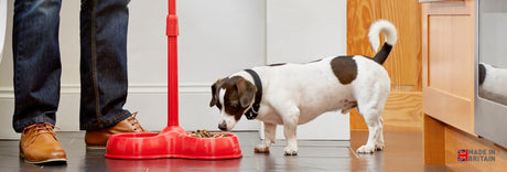 A small black and white dog eats from a red elevated food bowl. A person in jeans and brown shoes stands next to the dog. A Made in Britain label is in the lower right corner.